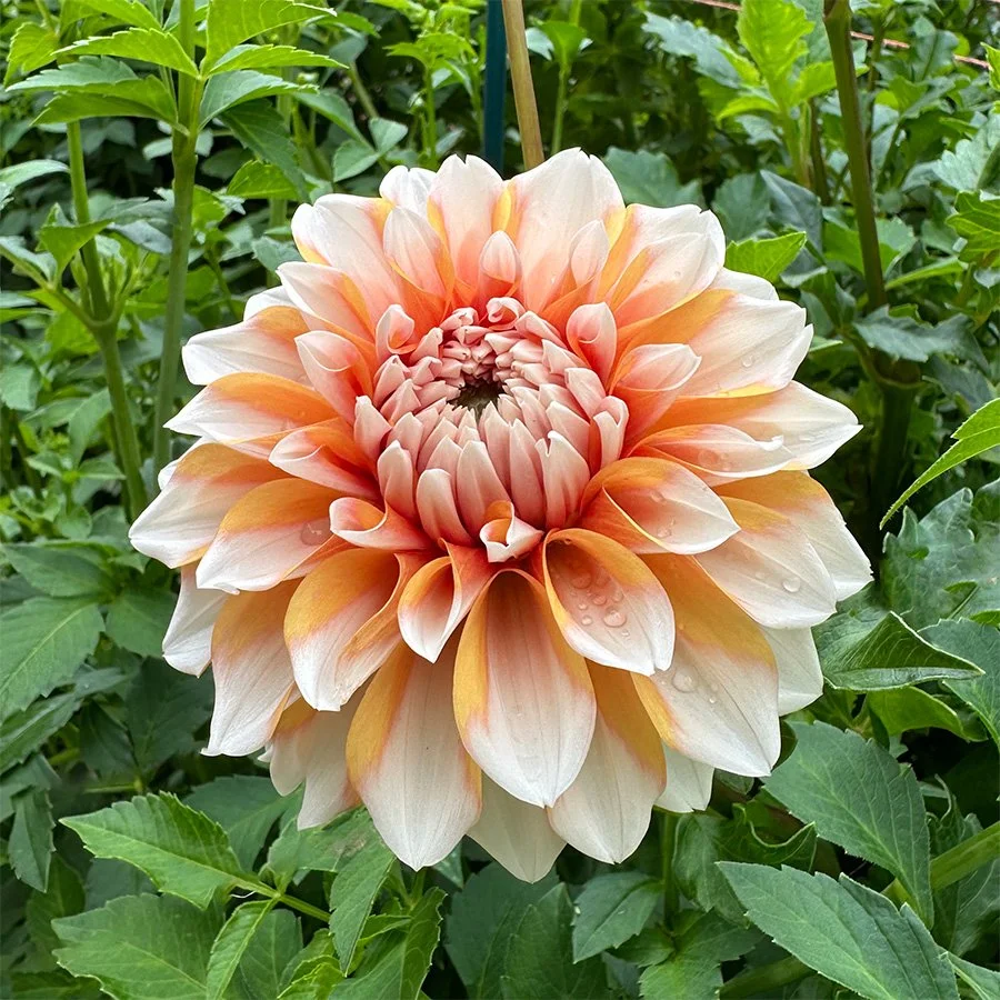Hollyhill Orange Ice — Petal Creek Farm
